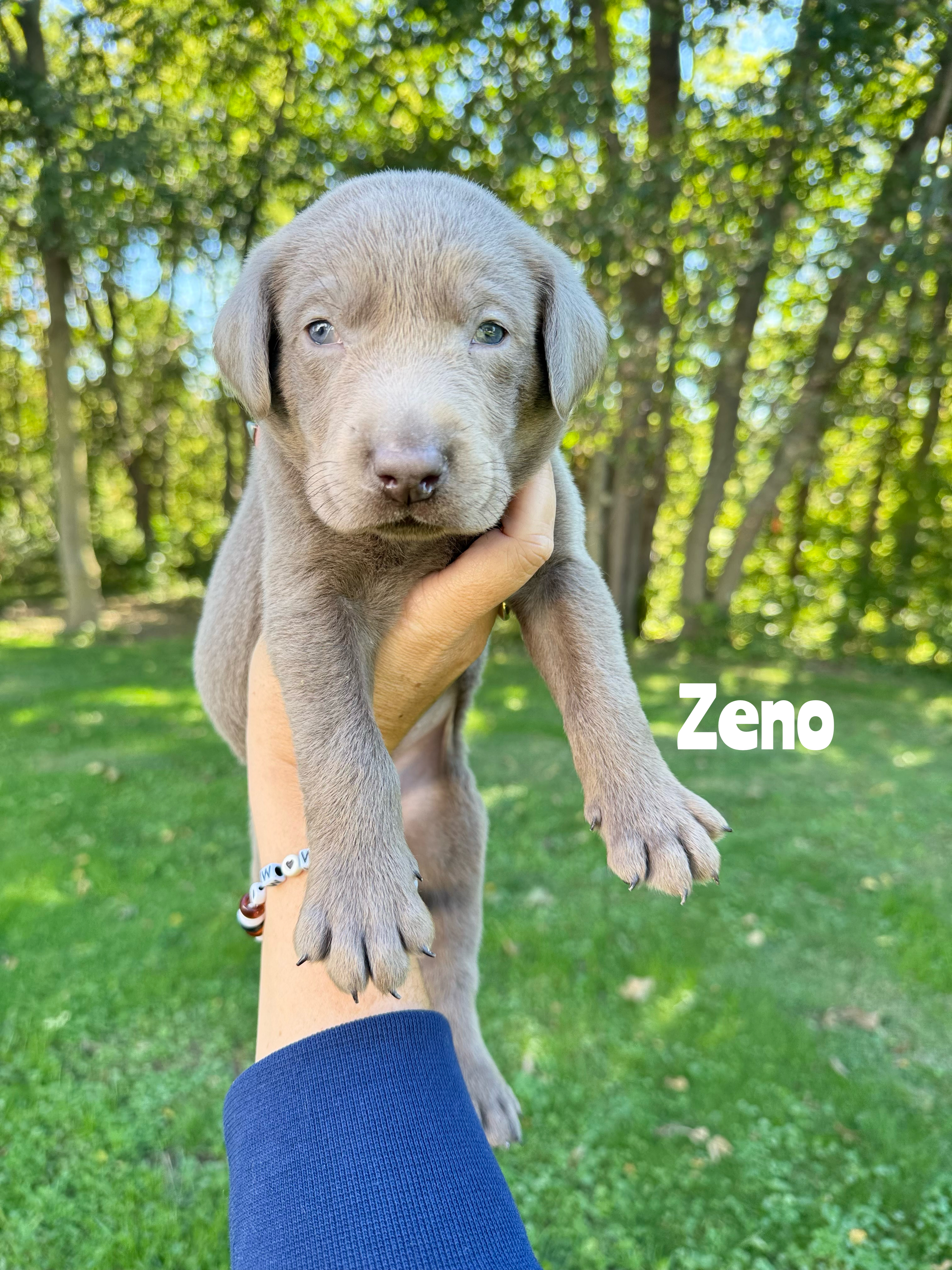 Zeno 1